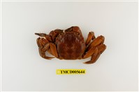藏品(日本絨螯蟹)的圖片